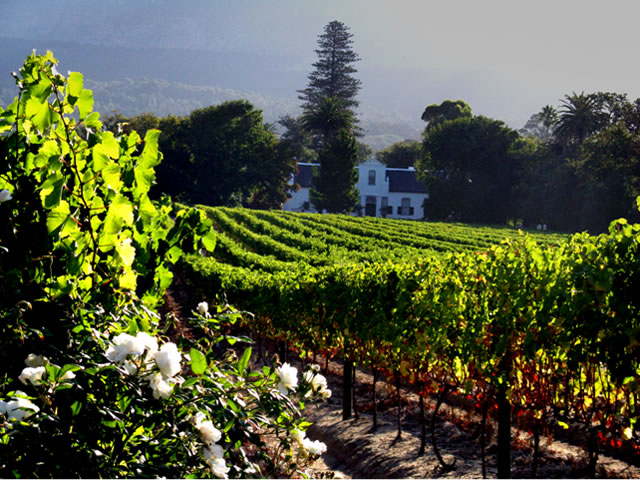 Constantia Vineyard Constantia Vineyard