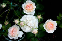 Some almost-white roses