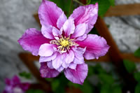 Spectacularly pink