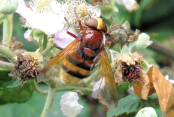 Volucella Zonaria - a fly disguised as a hornet!
