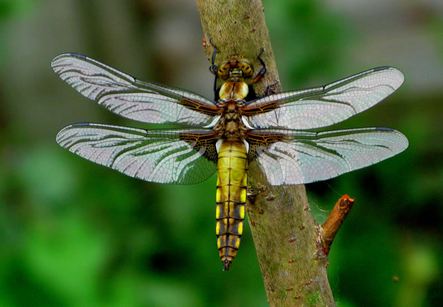 A bright yellow dragonfly
