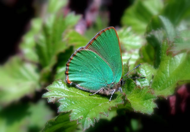 A lovely green... butterfly?