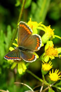Brilliant Butterfly Images from Carymoor