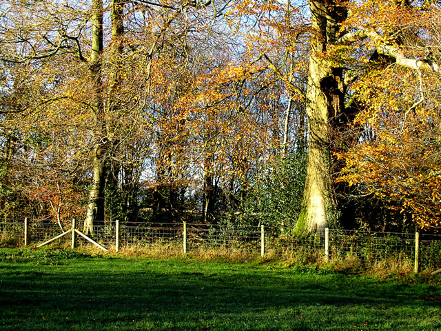 Fenced tree line