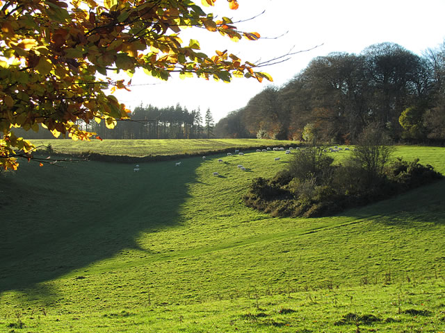 Sheep grazing landscape