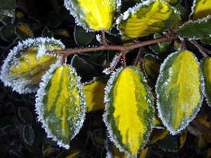 Eleagnus maculata 'Pungens' has deliciously scented flowers in winter Eleagnus maculata 'Pungens' has deliciously scented flowers in winter