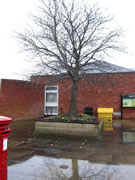 Attractive Town Centre Tree Under Threat - Council Vandalism?