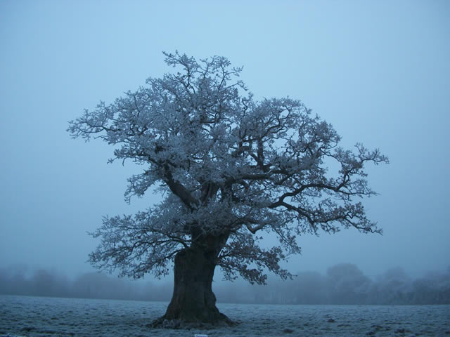 "Tree Amongst the Mist" by Julia Blackmore