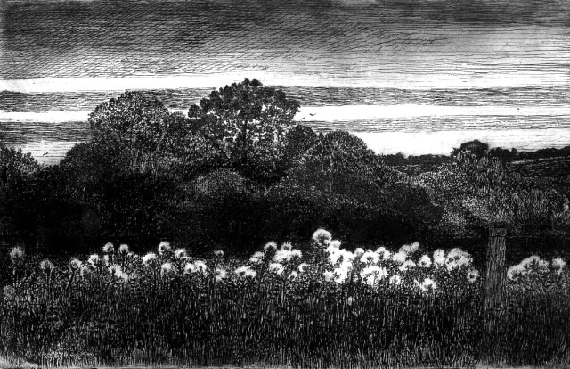 Thistledown - Etching by Professor Will Vaughan