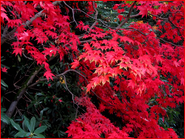 Scarlet leaves