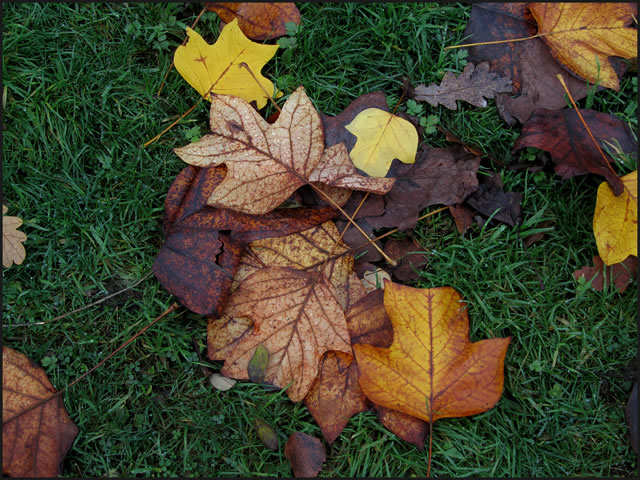 Autumn leaves, fallen on the grass