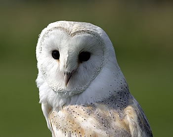Barn Owl - Photograph copyright Darin Smith