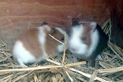 Baby Guinea Pigs Stolen from Balsam Fields