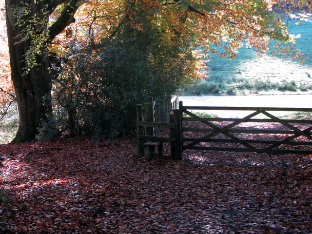 Autumn leaves under a tree, near a gate and style
