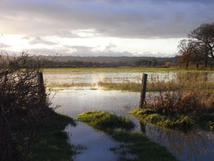 Floodwater on the Marsh, by Leah Macey
