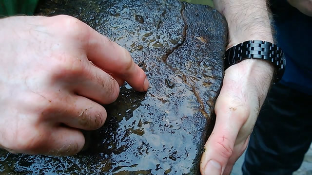 Insects can be found under rocks in healthier parts of the river.