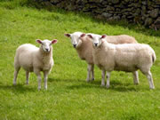 Large Number of Templecombe Sheep Killed in Animal Attack
