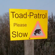 Toad Patrol – Volunteers Near Hardway Protect Toads on the Road