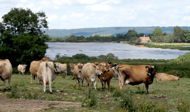The beautiful Elliscombe Farm Jersey herd overlooking the new solar farm