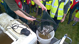 Filling a bucket with more fish to release further along the river