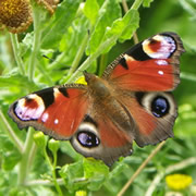 A Butterfly Summer: Monitoring Butterflies at Carymoor