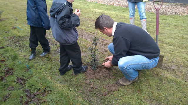 The planting of a holly sapling last year in the play area
