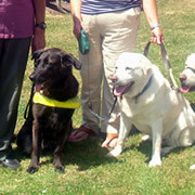 Sponsored Swim for Guide Dogs for the Blind Association