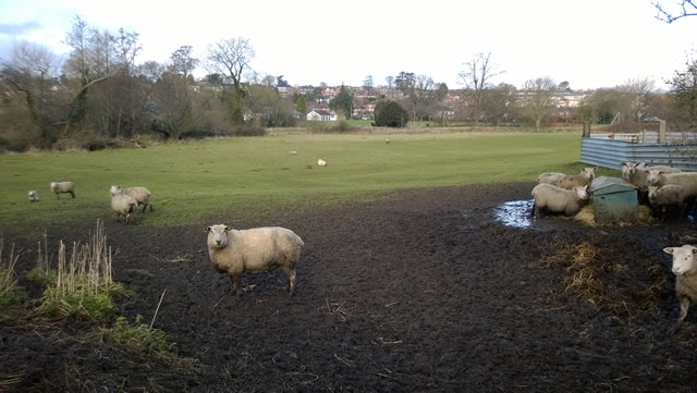 The sheep field adjacent to Cale Park