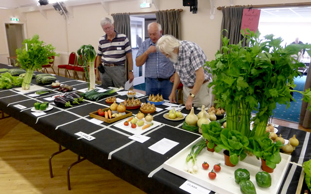 Judging the vegetables at Wincanton Flower Show 2016