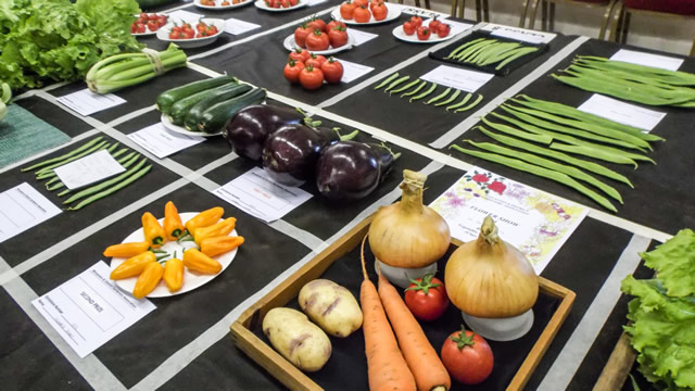 Vegetable exhibitions at Wincanton Flower Show