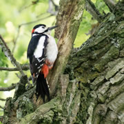 Have you spotted the Cale Park woodpecker? <small style='color: blue;'>VIDEO</small>