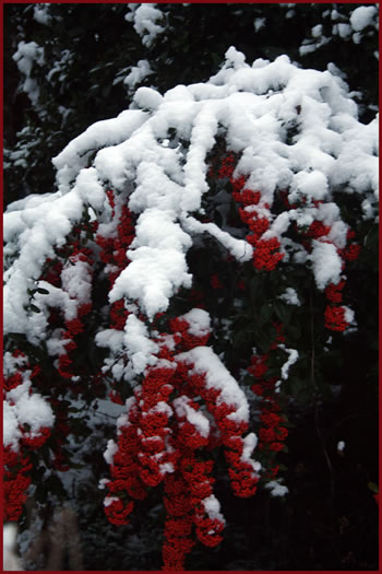 Berries in Snow