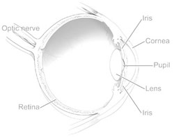 Diagram of the human eye