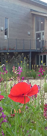 A poppy growing in the Balsam Centre garden