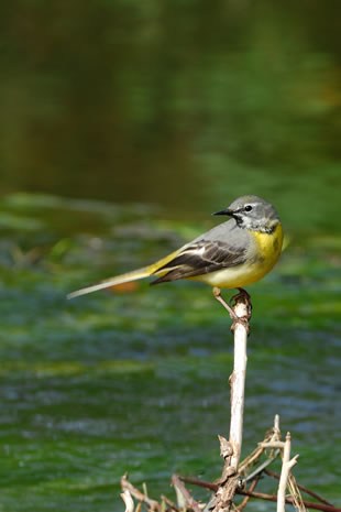 Fabulous nature shots from local photographer, Stewart Canham