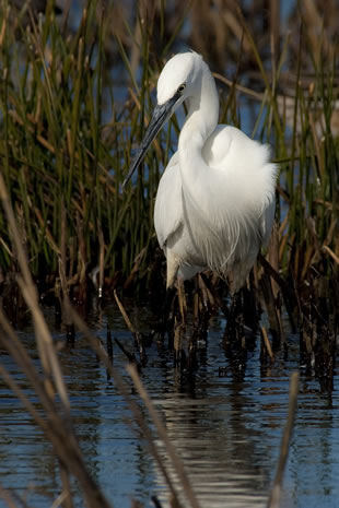 Fabulous nature shots from local photographer, Stewart Canham