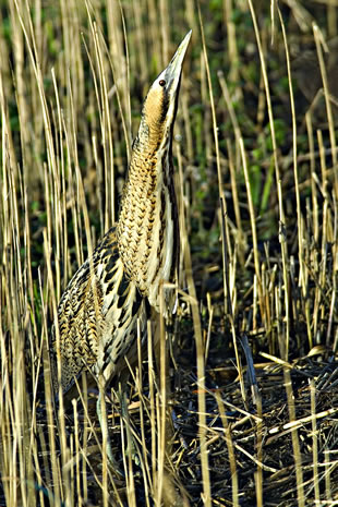 Fabulous nature shots from local photographer, Stewart Canham