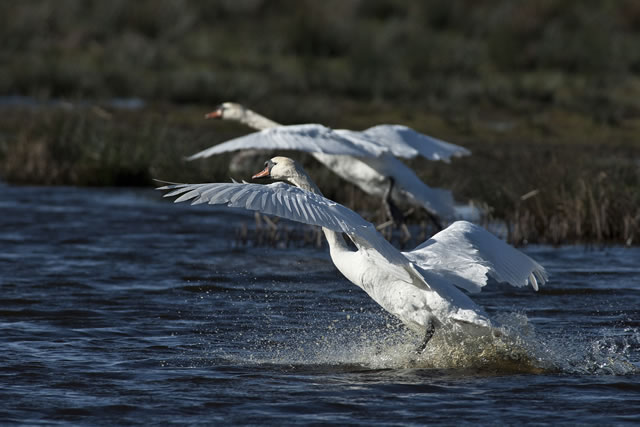 Fabulous nature shots from local photographer, Stewart Canham