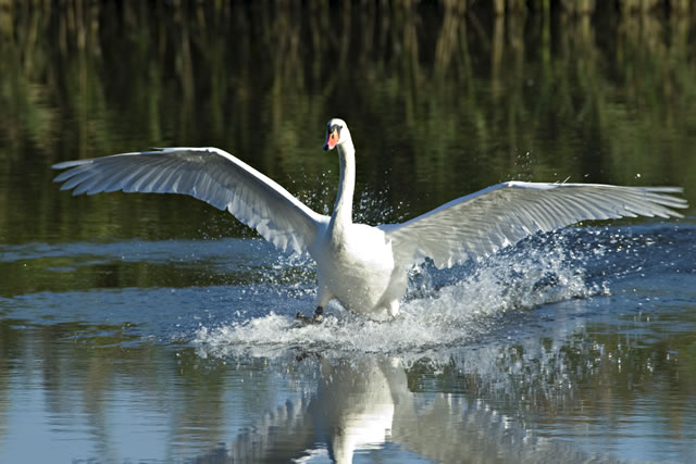 Fabulous nature shots from local photographer, Stewart Canham