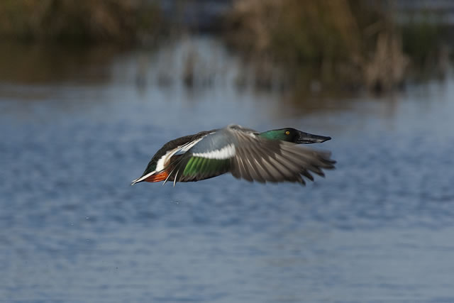 Fabulous nature shots from local photographer, Stewart Canham