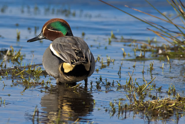 Fabulous nature shots from local photographer, Stewart Canham