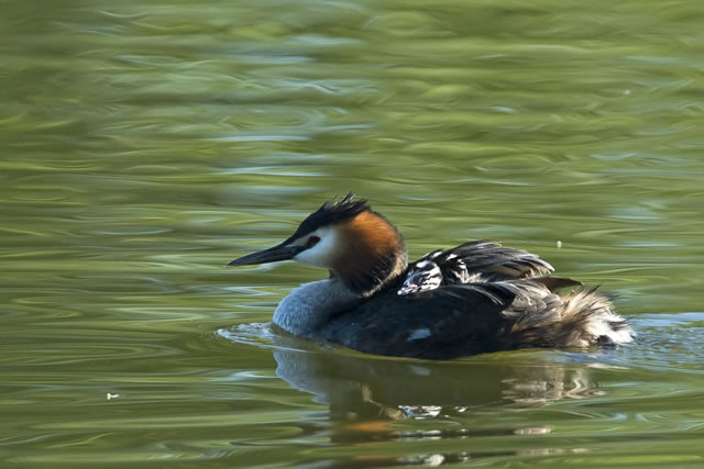 Fabulous nature shots from local photographer, Stewart Canham