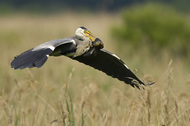 Fabulous nature shots from local photographer, Stewart Canham