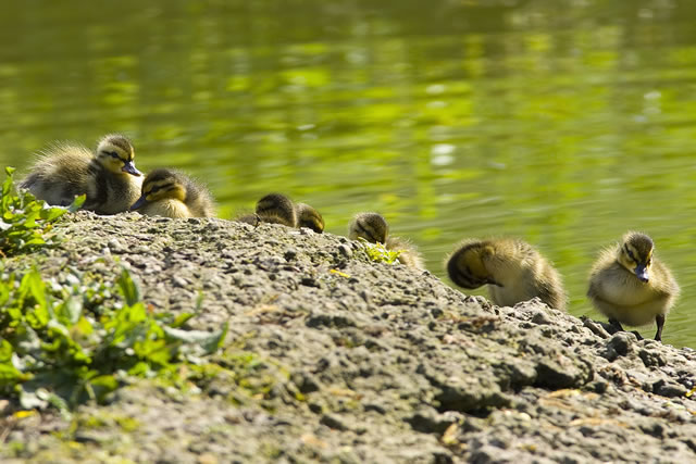 Fabulous nature shots from local photographer, Stewart Canham