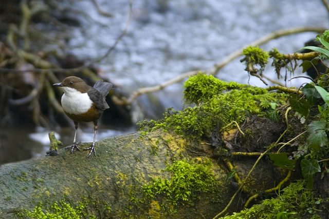 Fabulous nature shots from local photographer, Stewart Canham