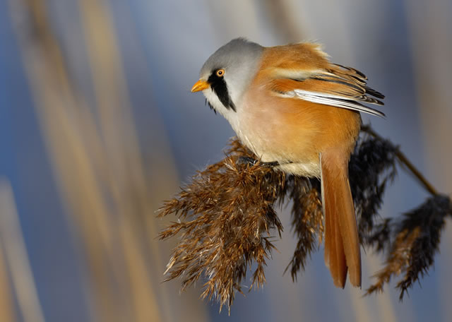 Fabulous nature shots from local photographer, Stewart Canham