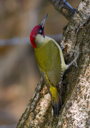 Fabulous nature shots from local photographer, Stewart Canham