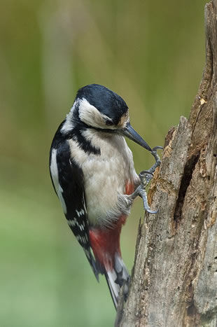 Fabulous nature shots from local photographer, Stewart Canham