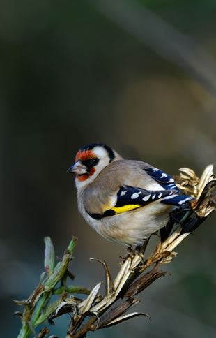 Fabulous nature shots from local photographer, Stewart Canham