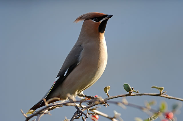 Fabulous nature shots from local photographer, Stewart Canham